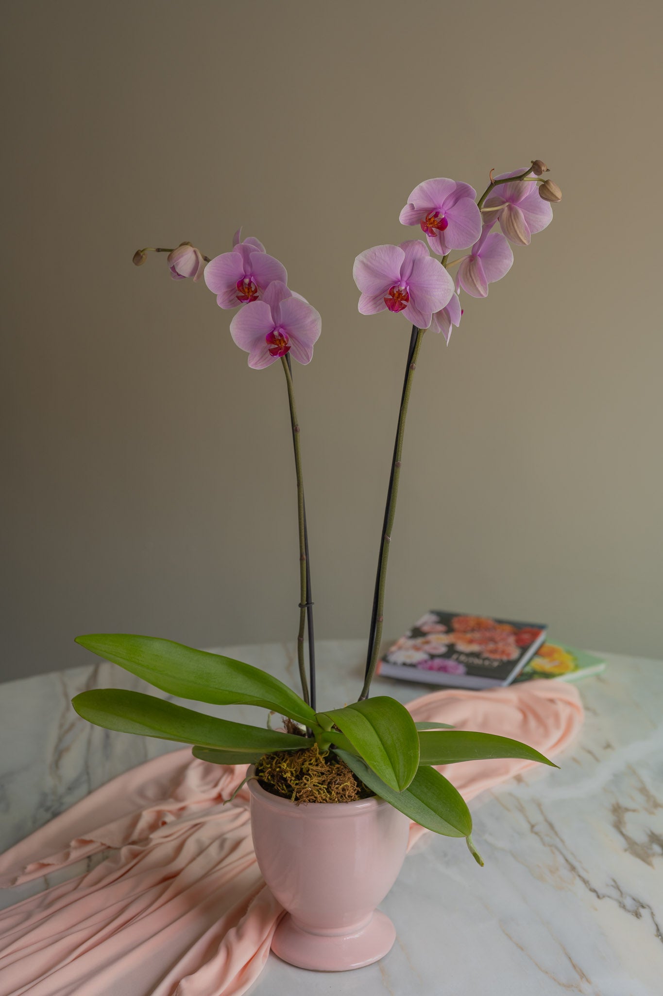 Orquídea en Maceta