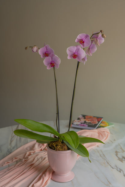 Orquídea en Maceta