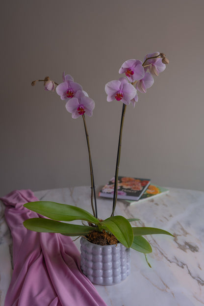 Orquídea en Maceta