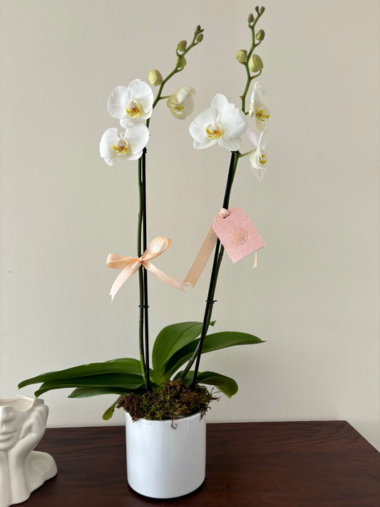 Orquídea Sencilla